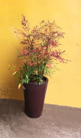 NANDINA_2016