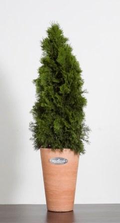 THUJA_COTTO