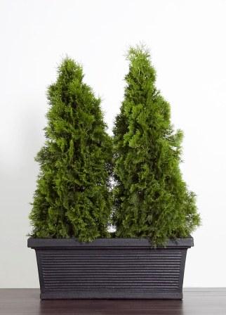 VASCA_THUJA